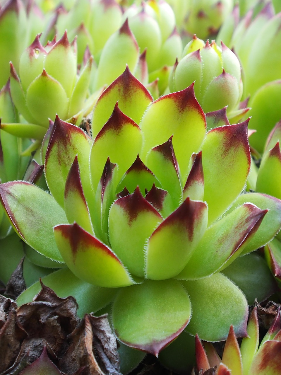 cactus tropical green free photo