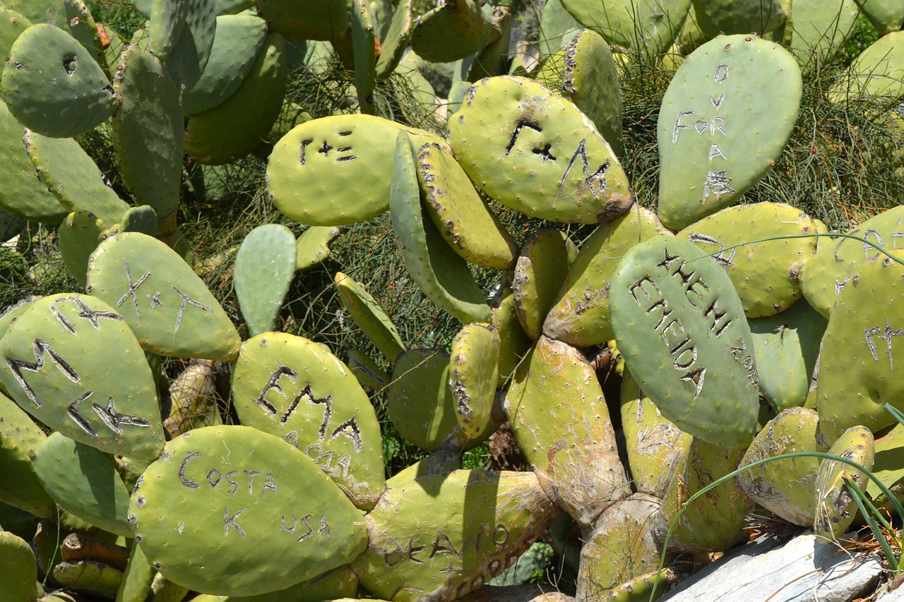 cactus prickly free pictures free photo