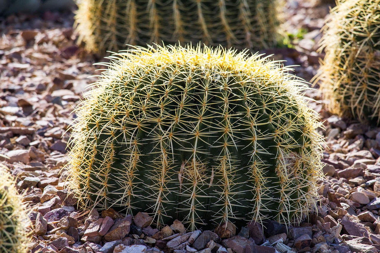 cactus spine sharp free photo