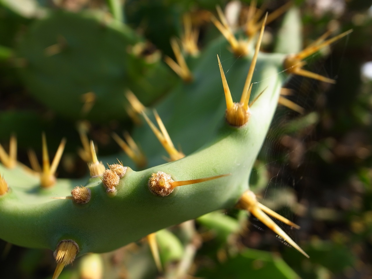 cactus thorn barbed free photo