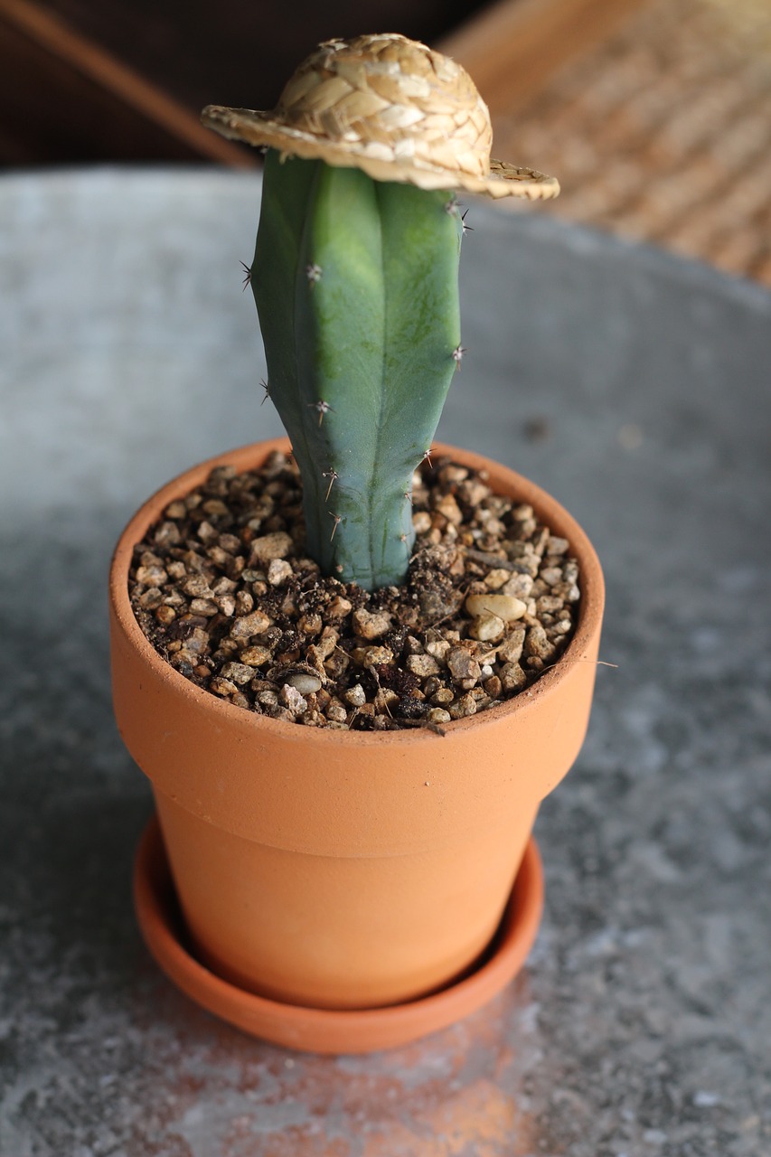 cactus caps author a cactus for your item free photo