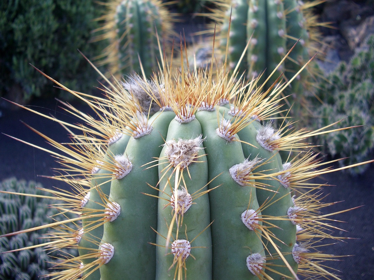 cactus thorn desert free photo