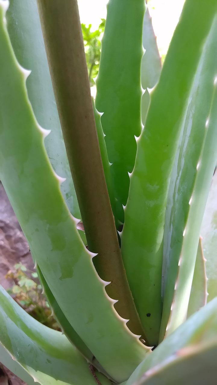 cactus succulent plant thorn free photo