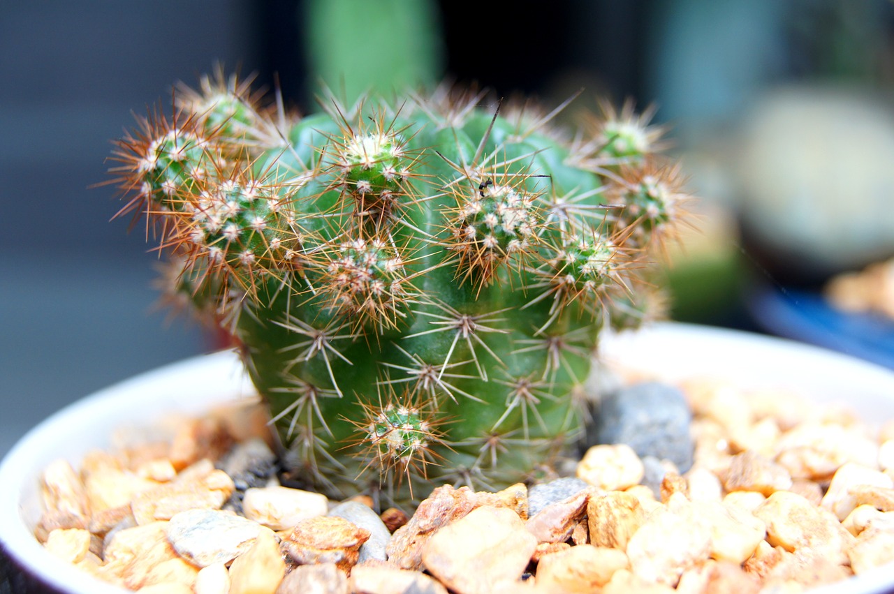 cactus  closeup  succulent free photo