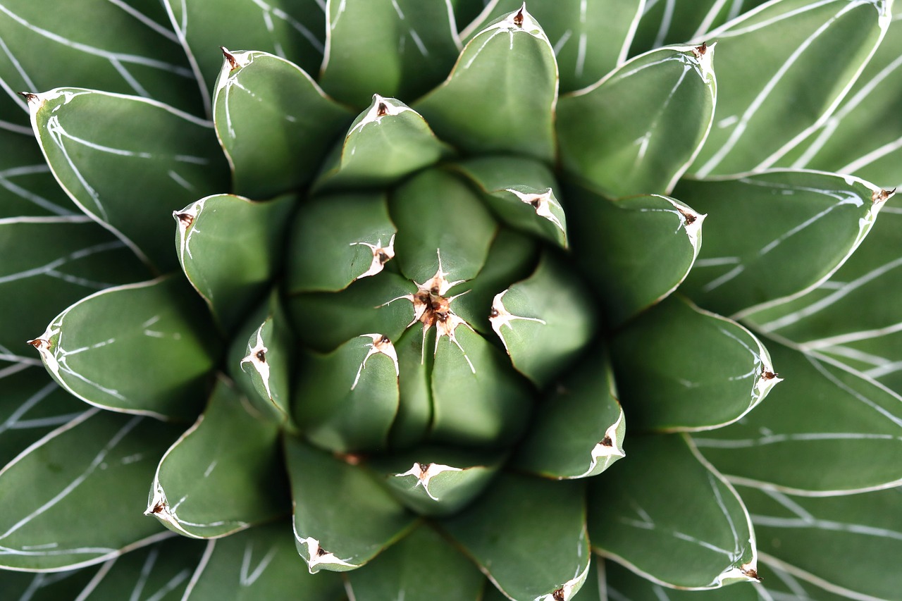 cactus  juice plant  plant free photo