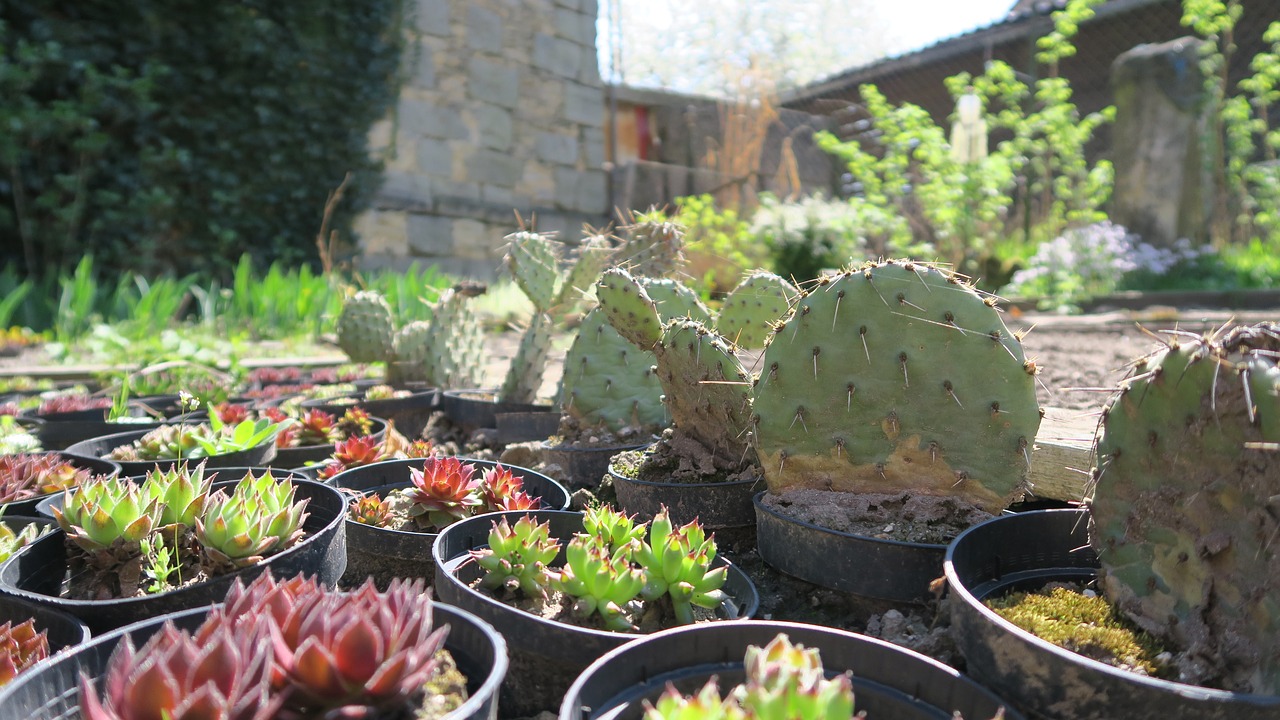 cactus  garden  sun free photo