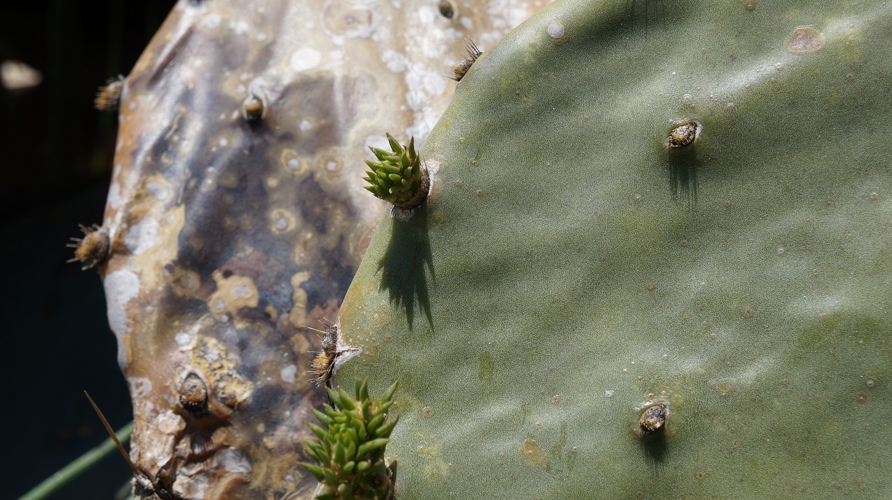 cactus  nature  desert free photo