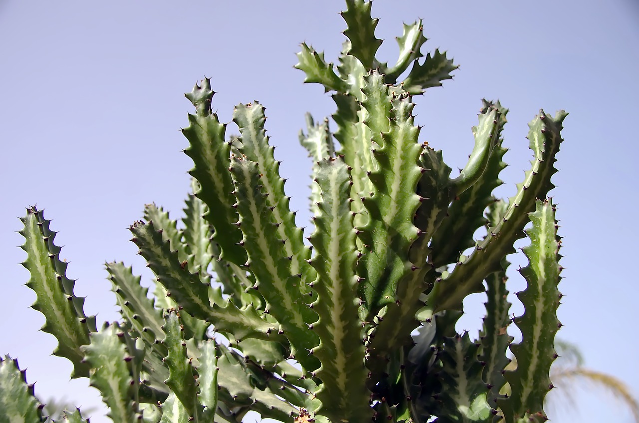 cactus  céréus  acanthocereus tetragonus free photo