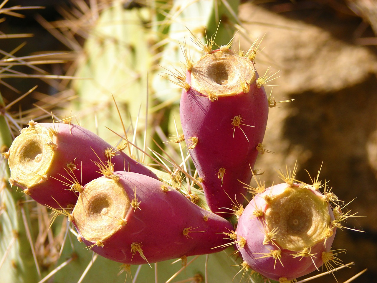 cactus prickly pears arizona free photo