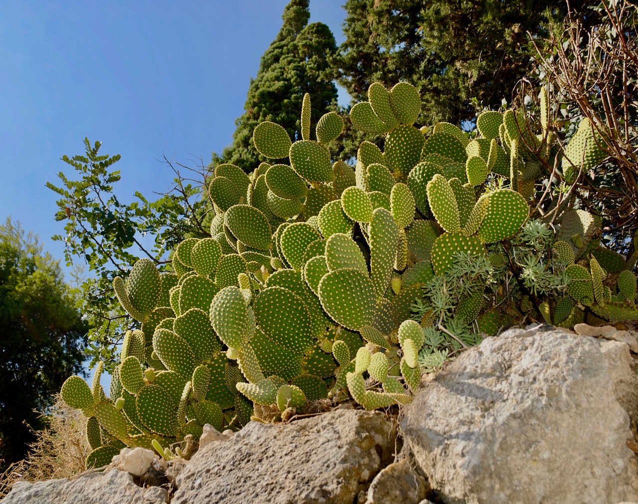 cactus  plant  thorny free photo