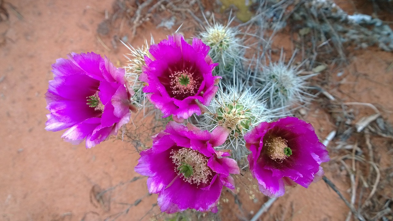 cactus blossoms southwest free photo