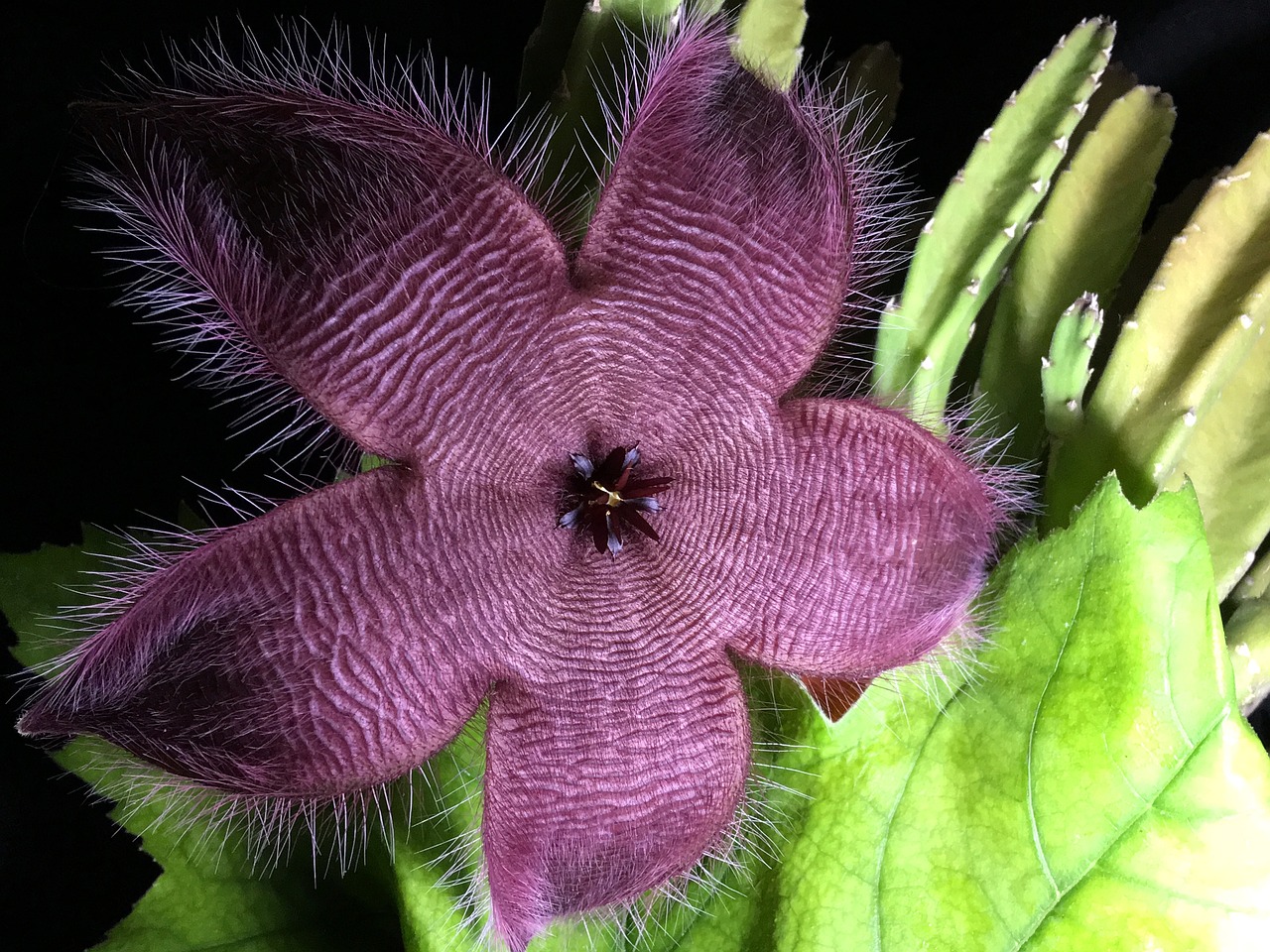 cactus  flower hairy  flowering cactus free photo