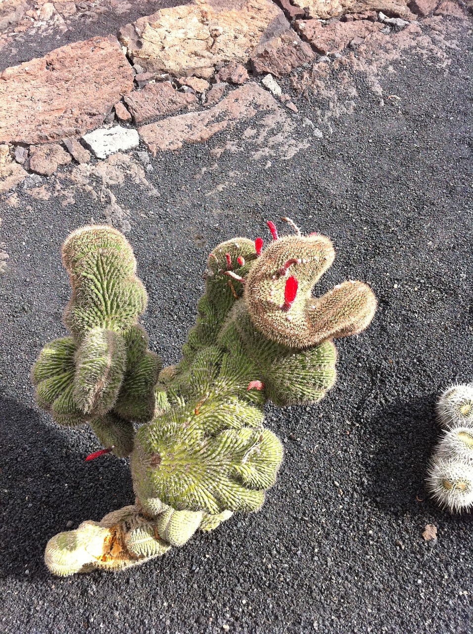 cactus fuerteventura manrique cactus garden free photo