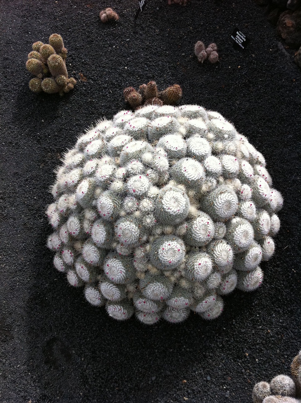 cactus fuerteventura manrique cactus garden free photo