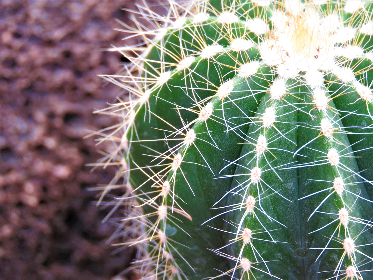 cactus  spine  succulent free photo