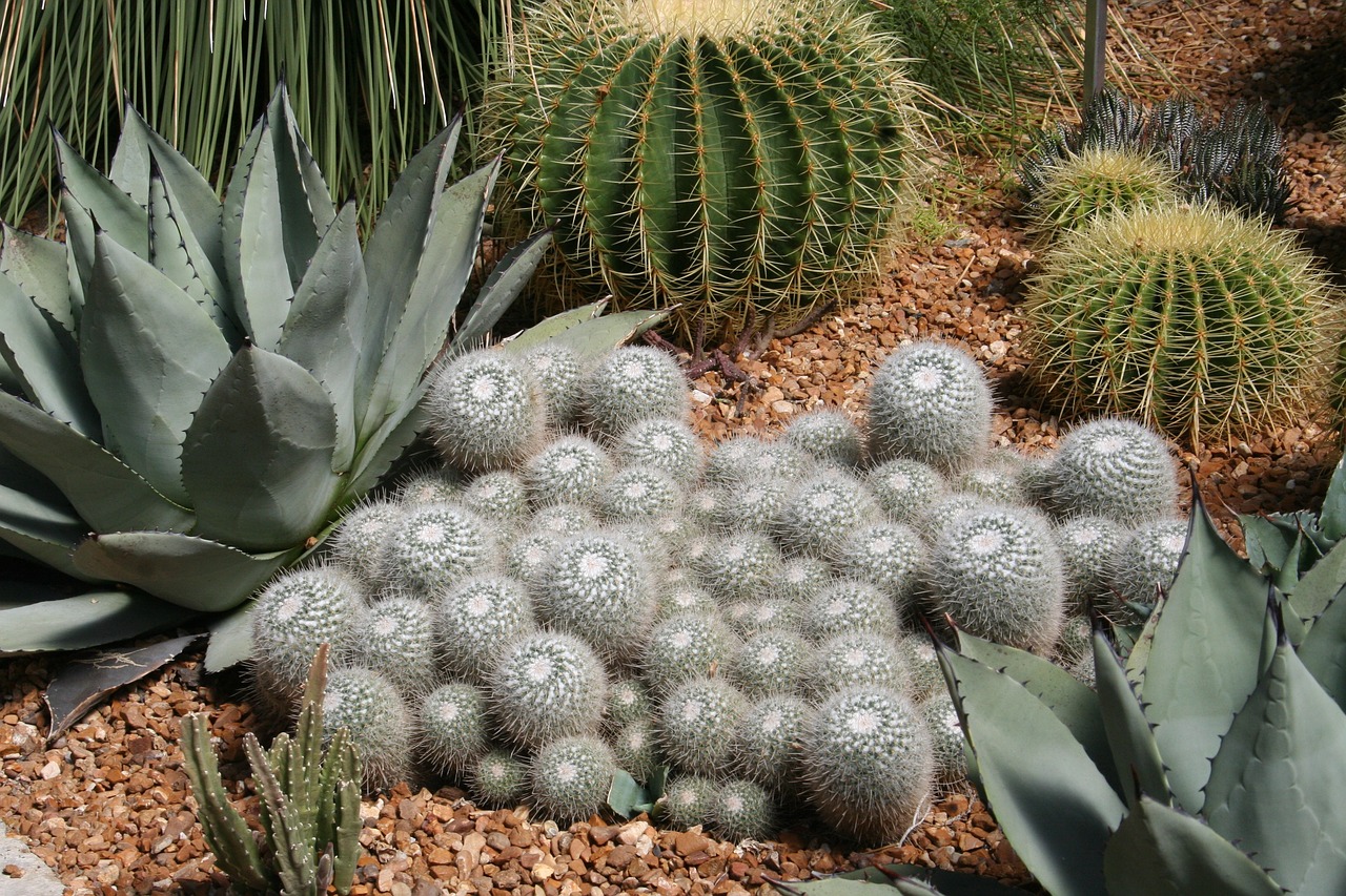 cactus  succulent  desert free photo
