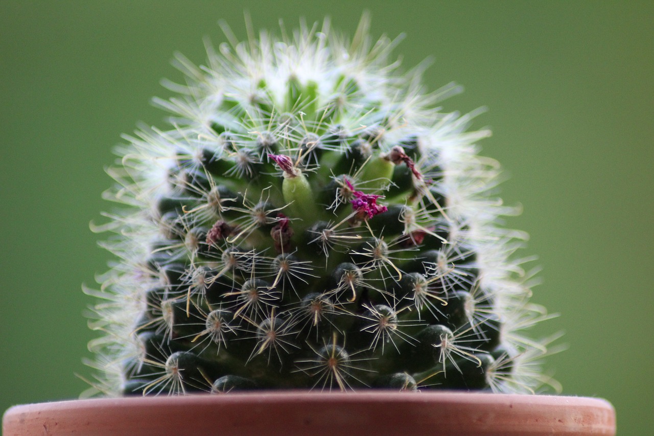 cactus  plant  thorn free photo