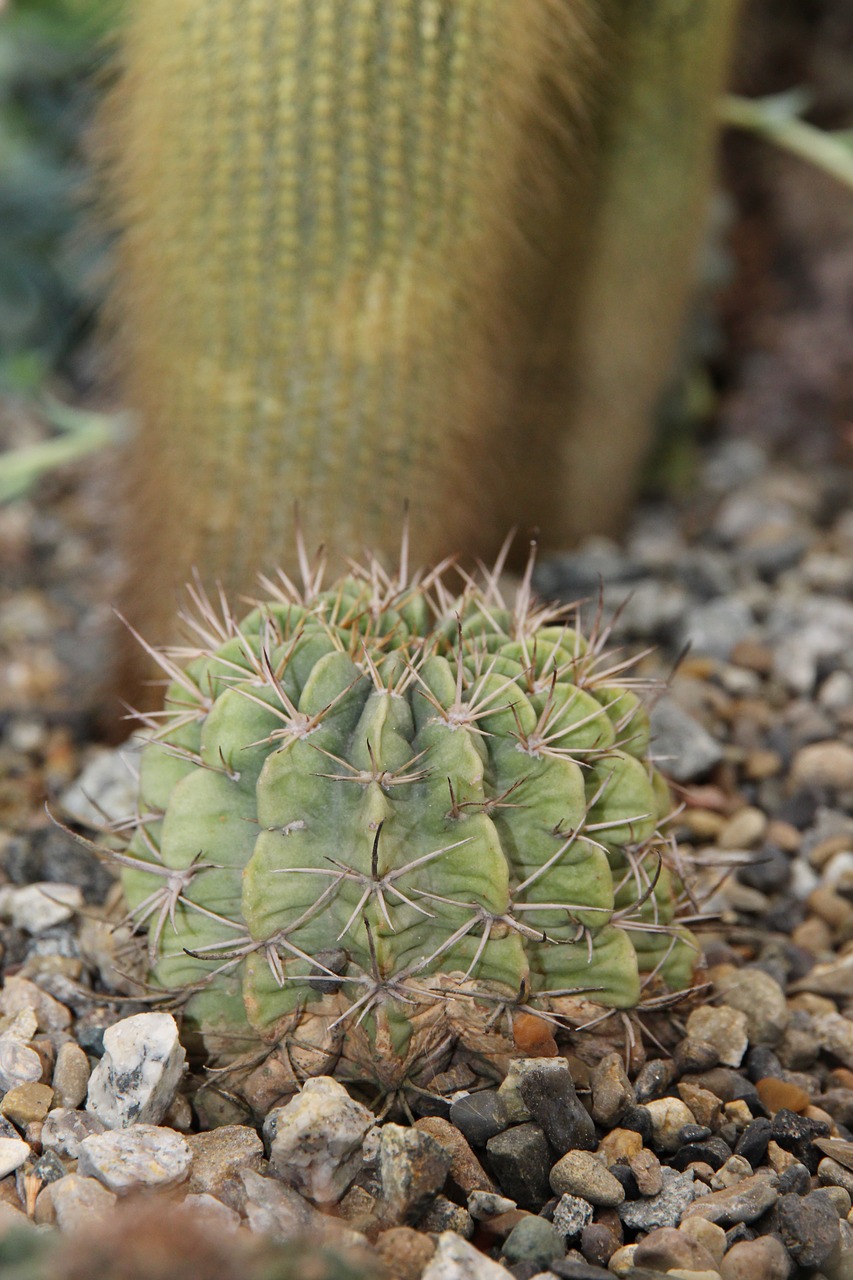 cactus  thorn  scratchy free photo