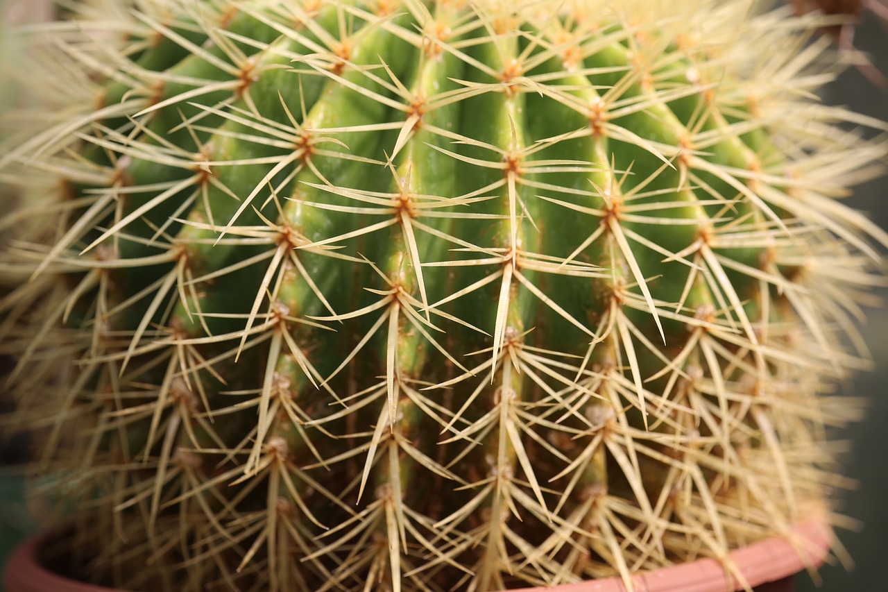 cactus  spine  succulent free photo