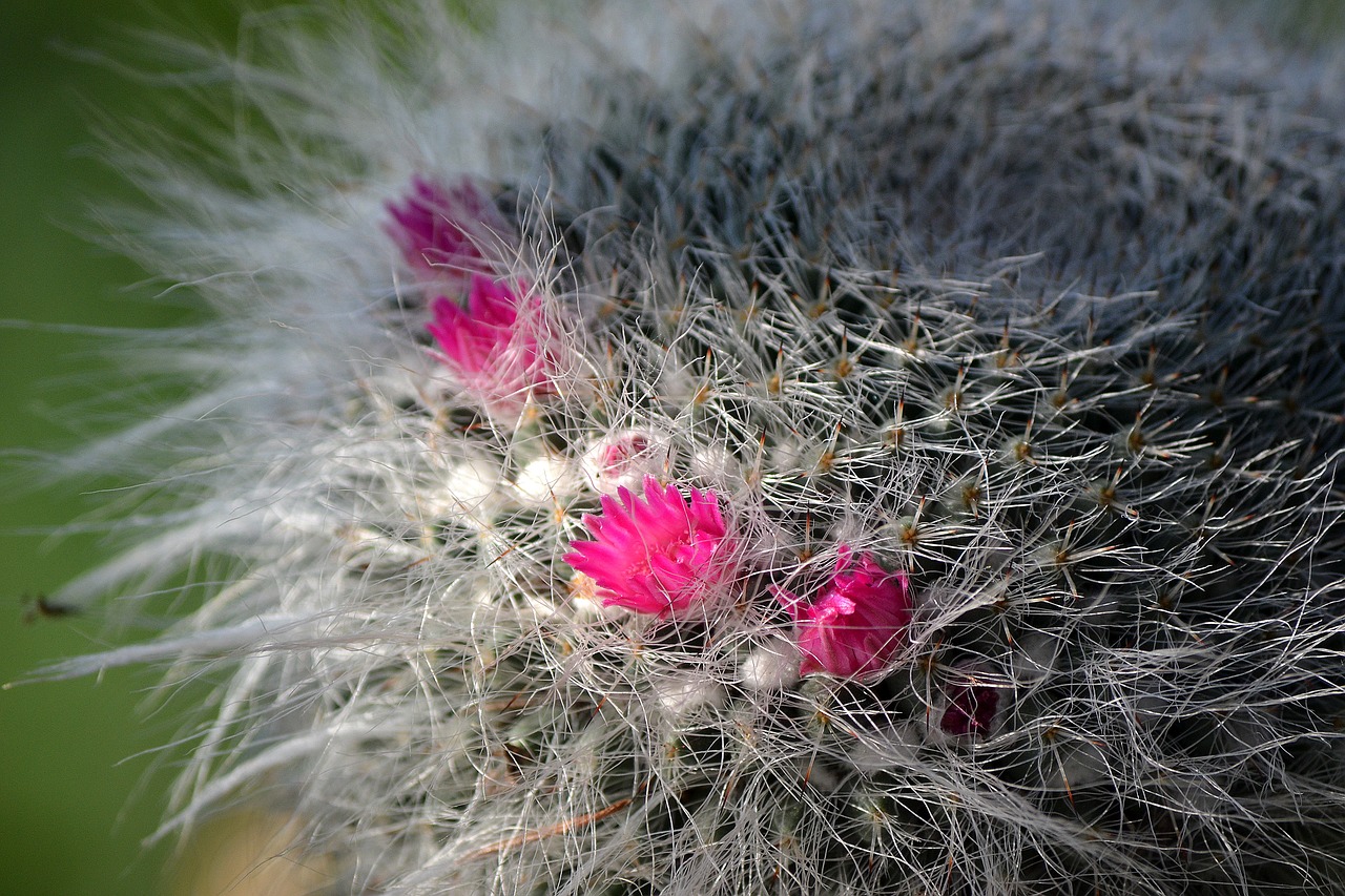 cactus  flower  plant free photo