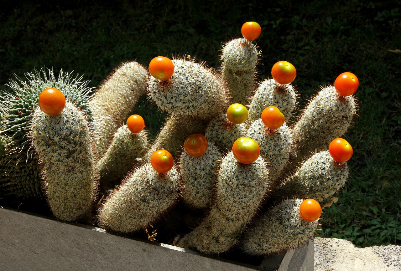 cactus  fruits free pictures free photo