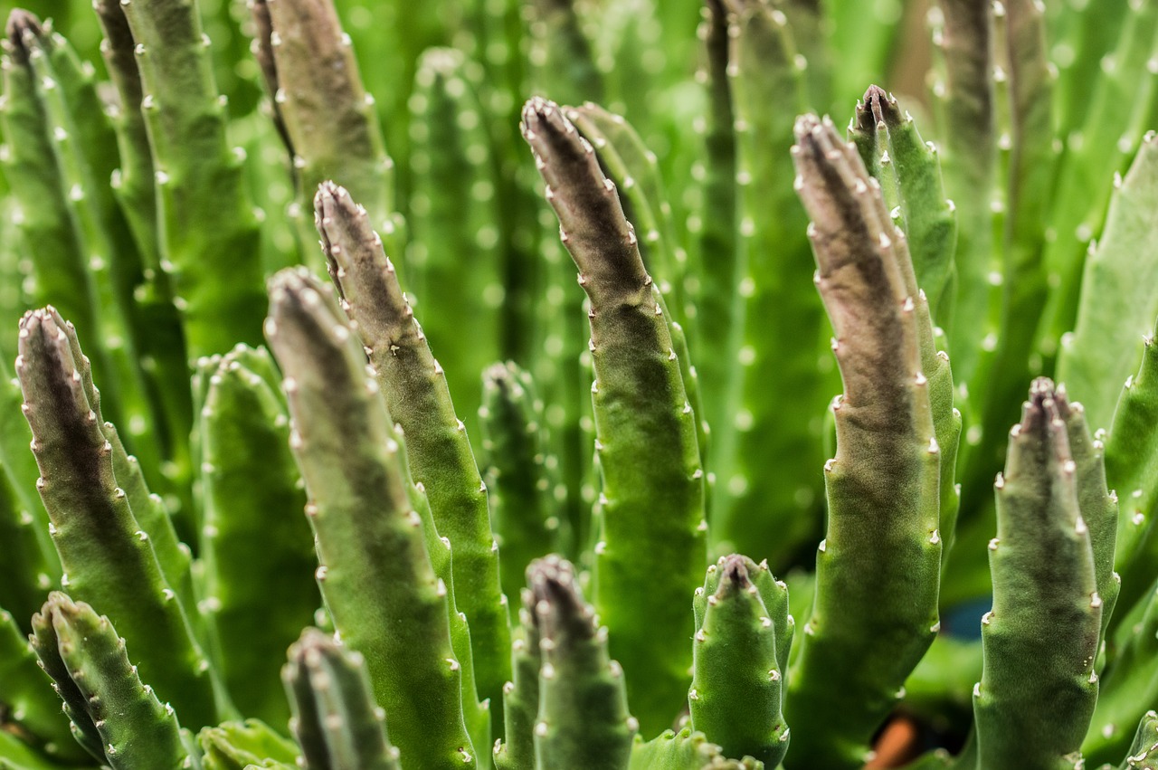 cactus  flowers  plant free photo