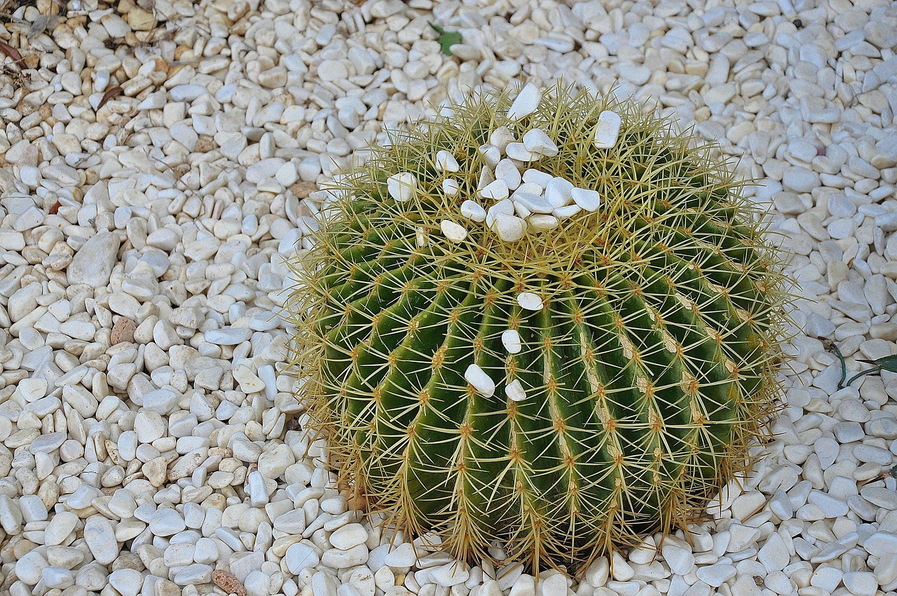 cactus prickly plant free photo