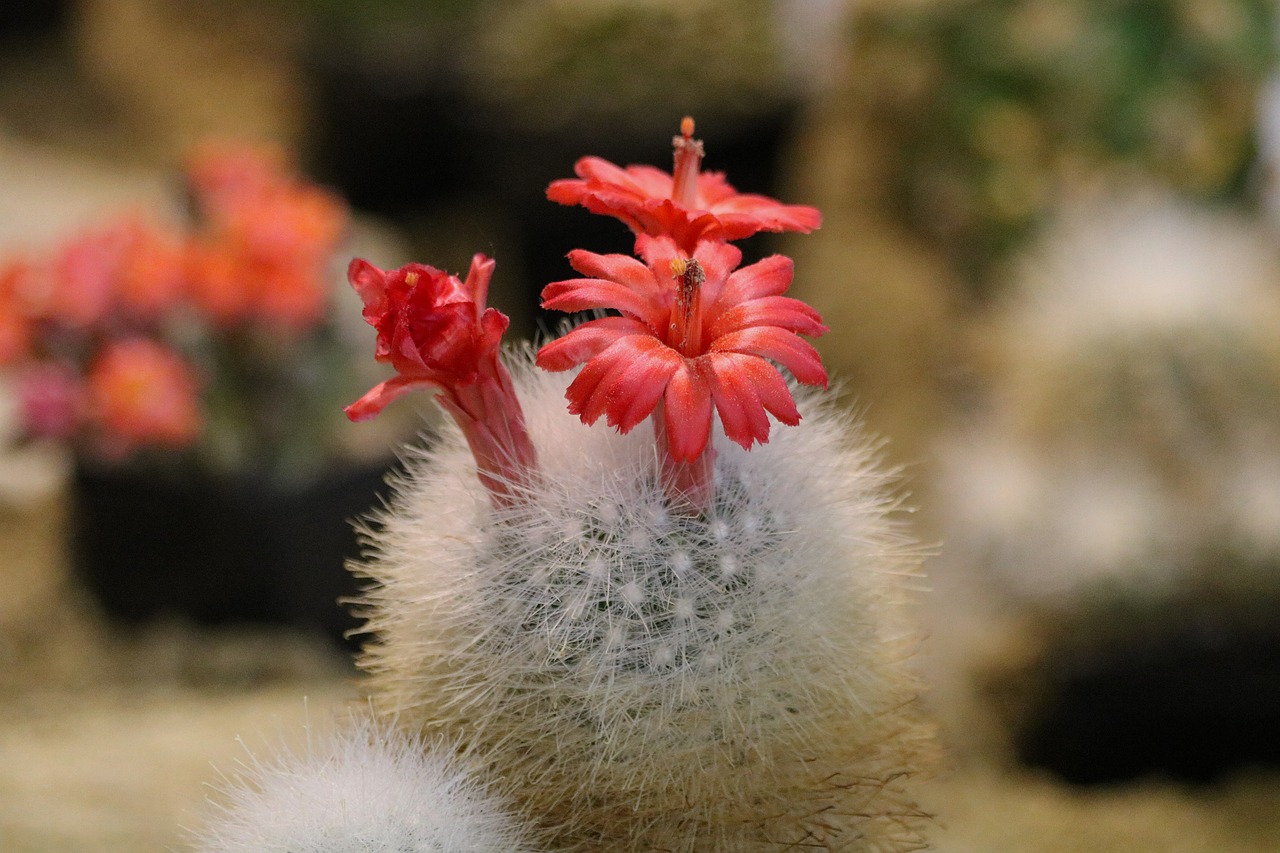 cactus  flowering  sukulent free photo