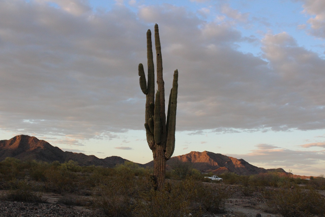 cactus  hiking  desert free photo