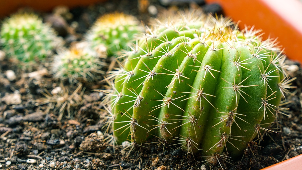 cactus  plant  thorns free photo