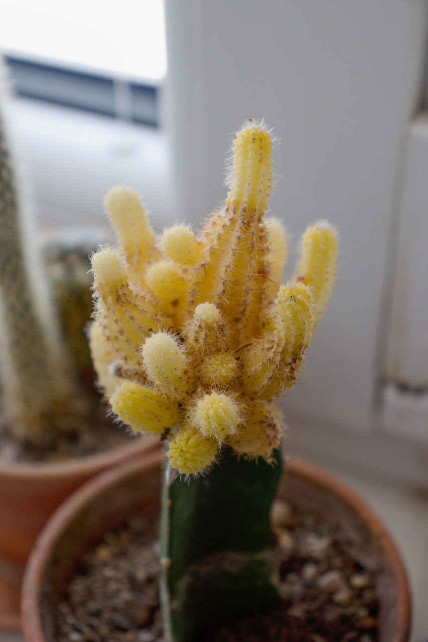cactus  yellow  plant free photo
