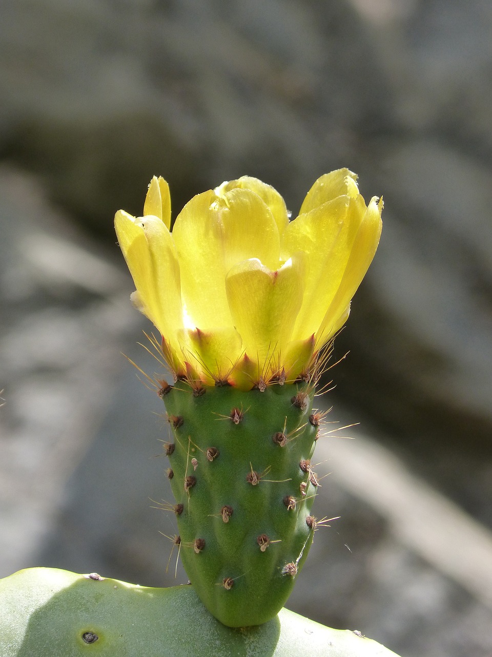 cactus  flor de nopal  prickly pear cactus free photo