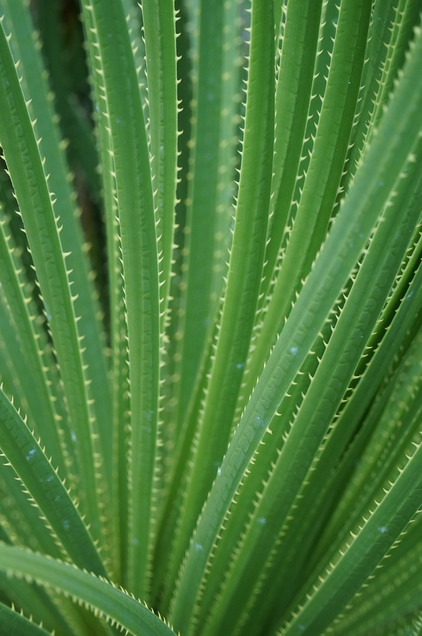 cactus  green  sharp free photo