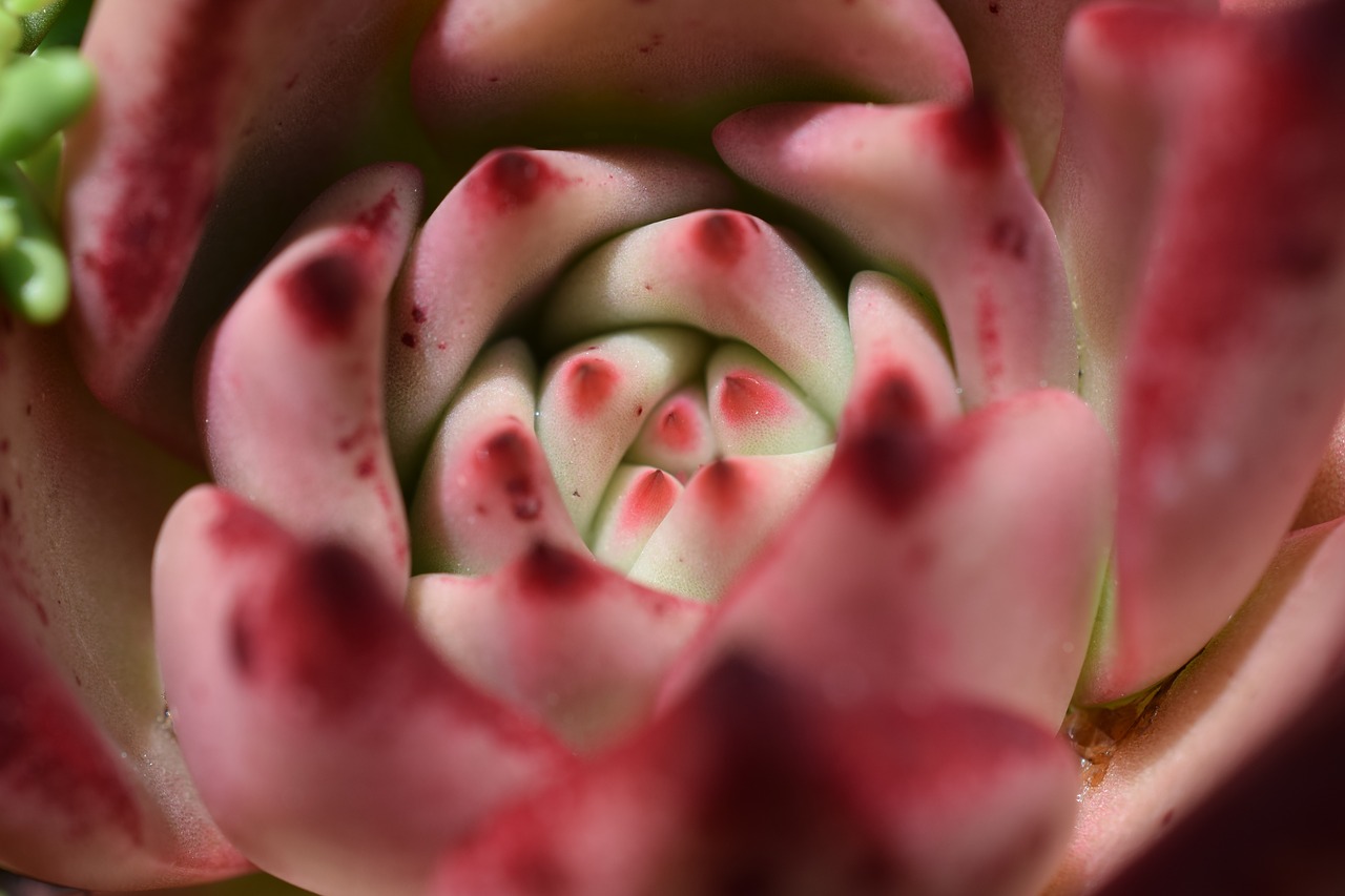 cactus  cactus flower  pink free photo