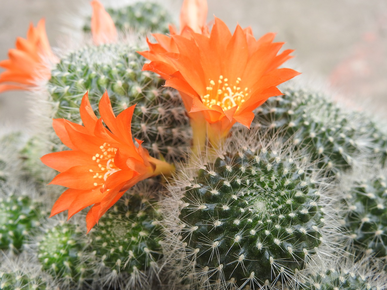 cactus  orange flower  beauty free photo
