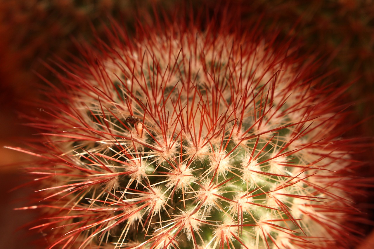 cactus  nature  plant free photo