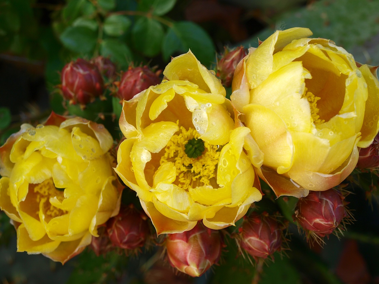 cactus  flower cactus  flowering cactus free photo