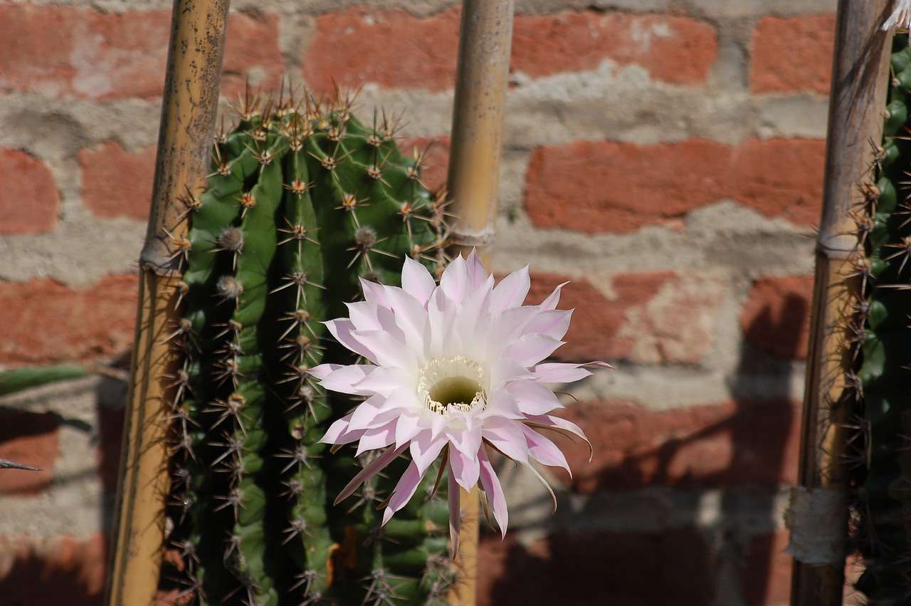 cactus  bloom  thorns free photo