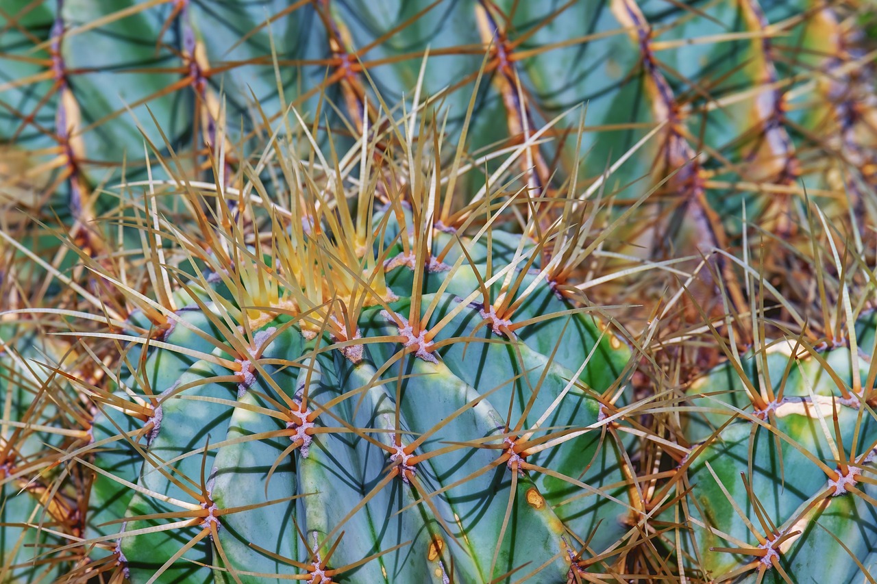 cactus  devil's pin cushion  ferocactus free photo