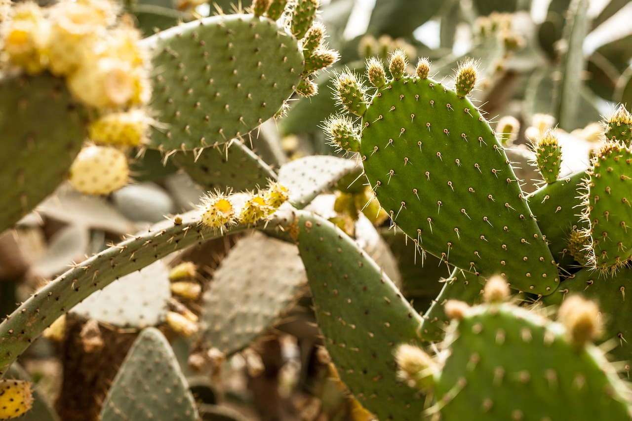 cactus  plant  nature free photo