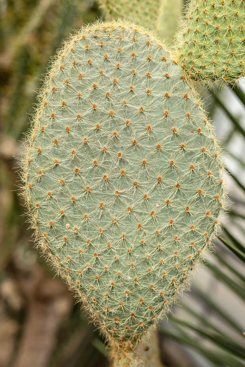 cactus  plant  nature free photo