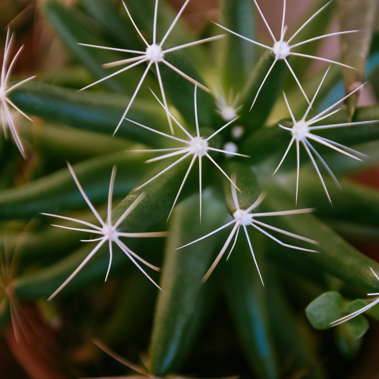 cactus  belize  succulents free photo