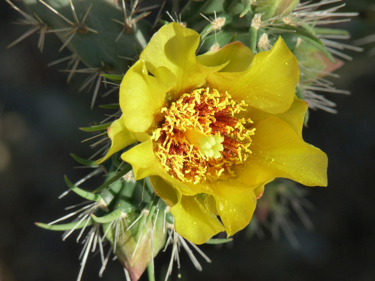 cactus  flower  desert free photo