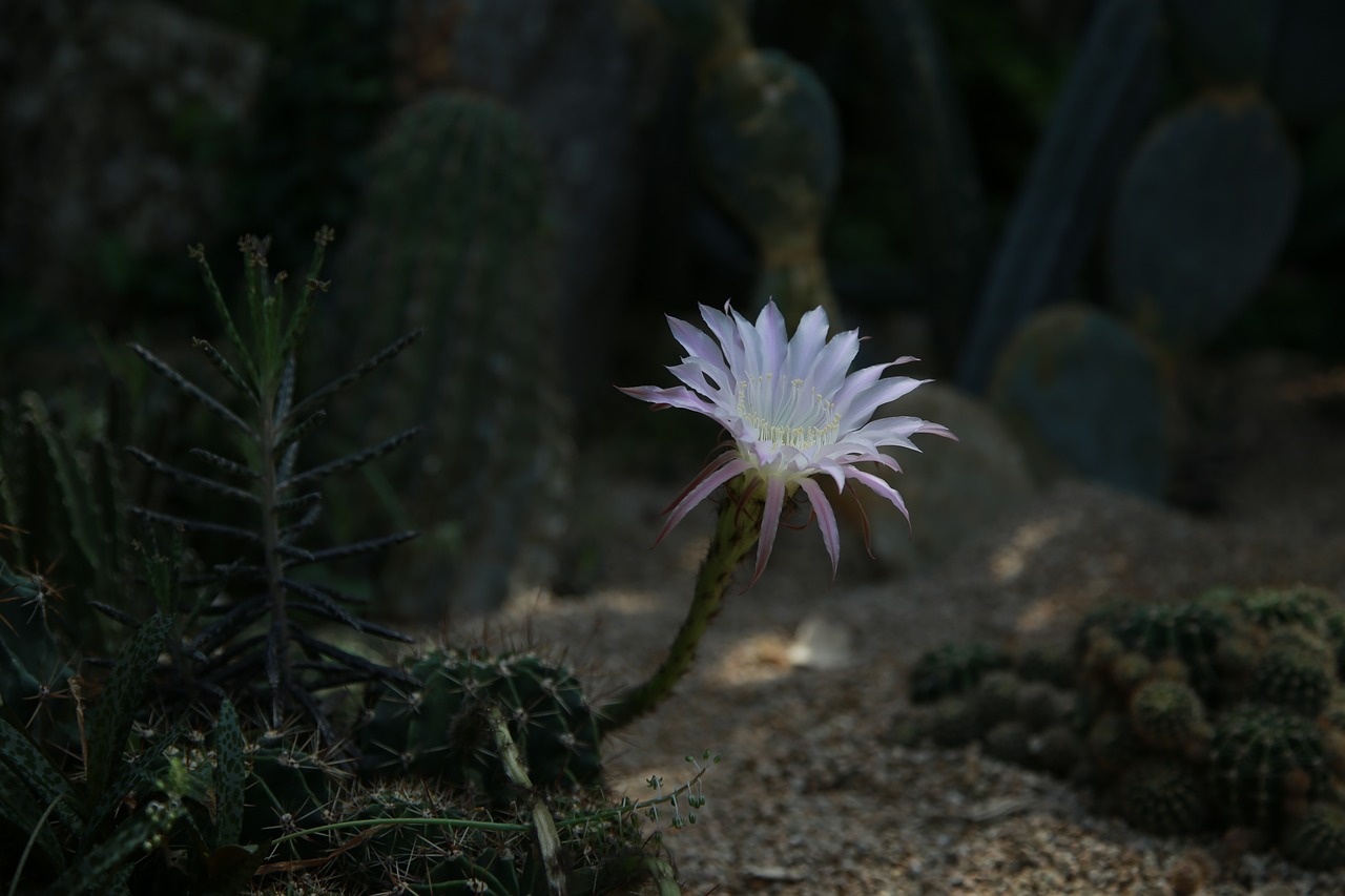 cactus  flowers  thorn free photo