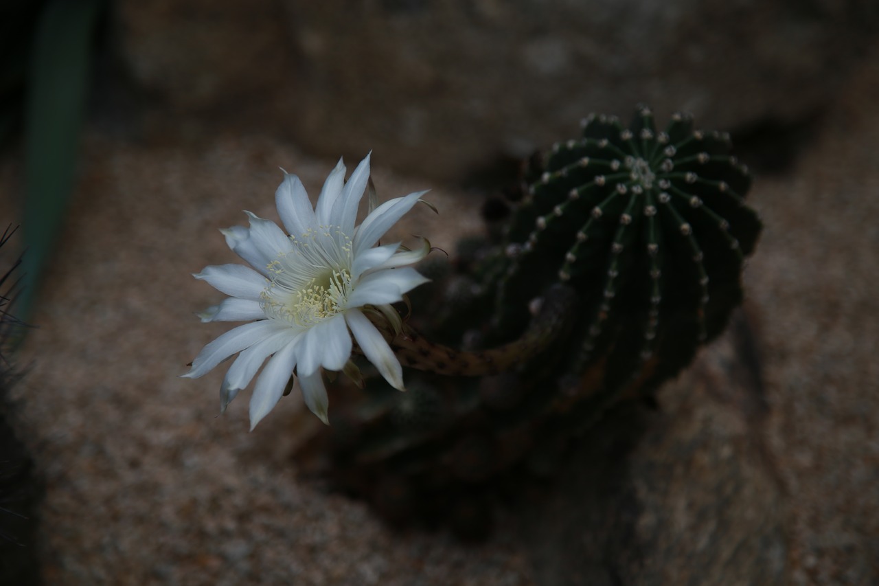 cactus  flowers  thorn free photo