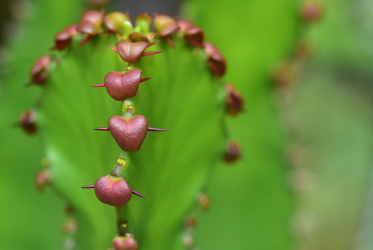 cactus  spur  heart free photo