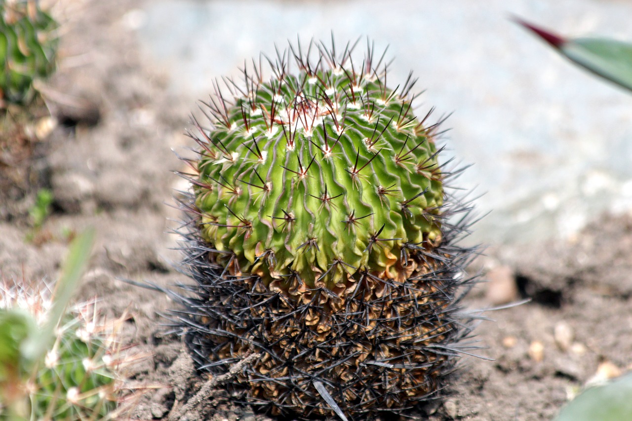 cactus  plant  nature free photo