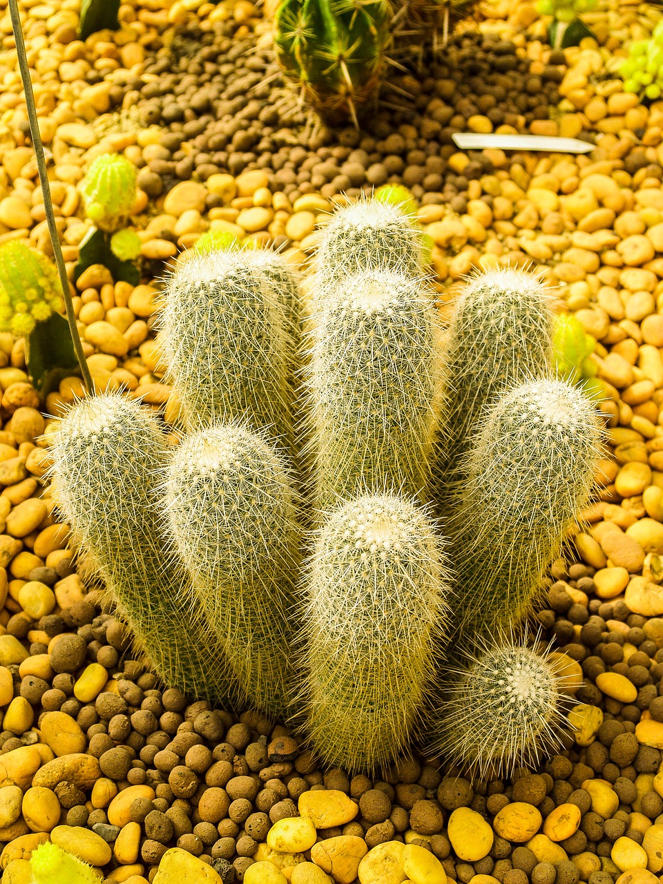 cactus  desert  plant free photo
