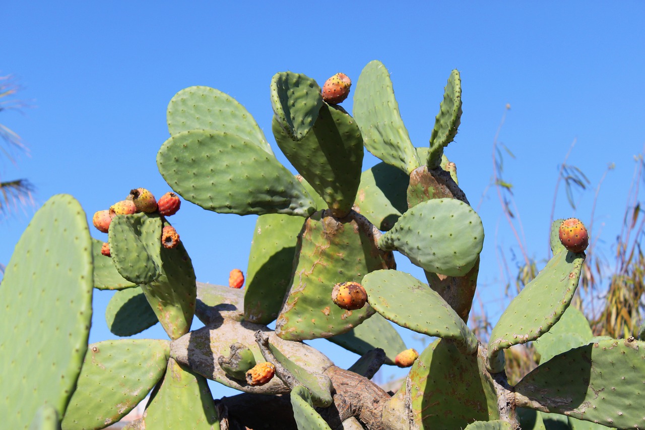 cactus prickly pear sting free photo
