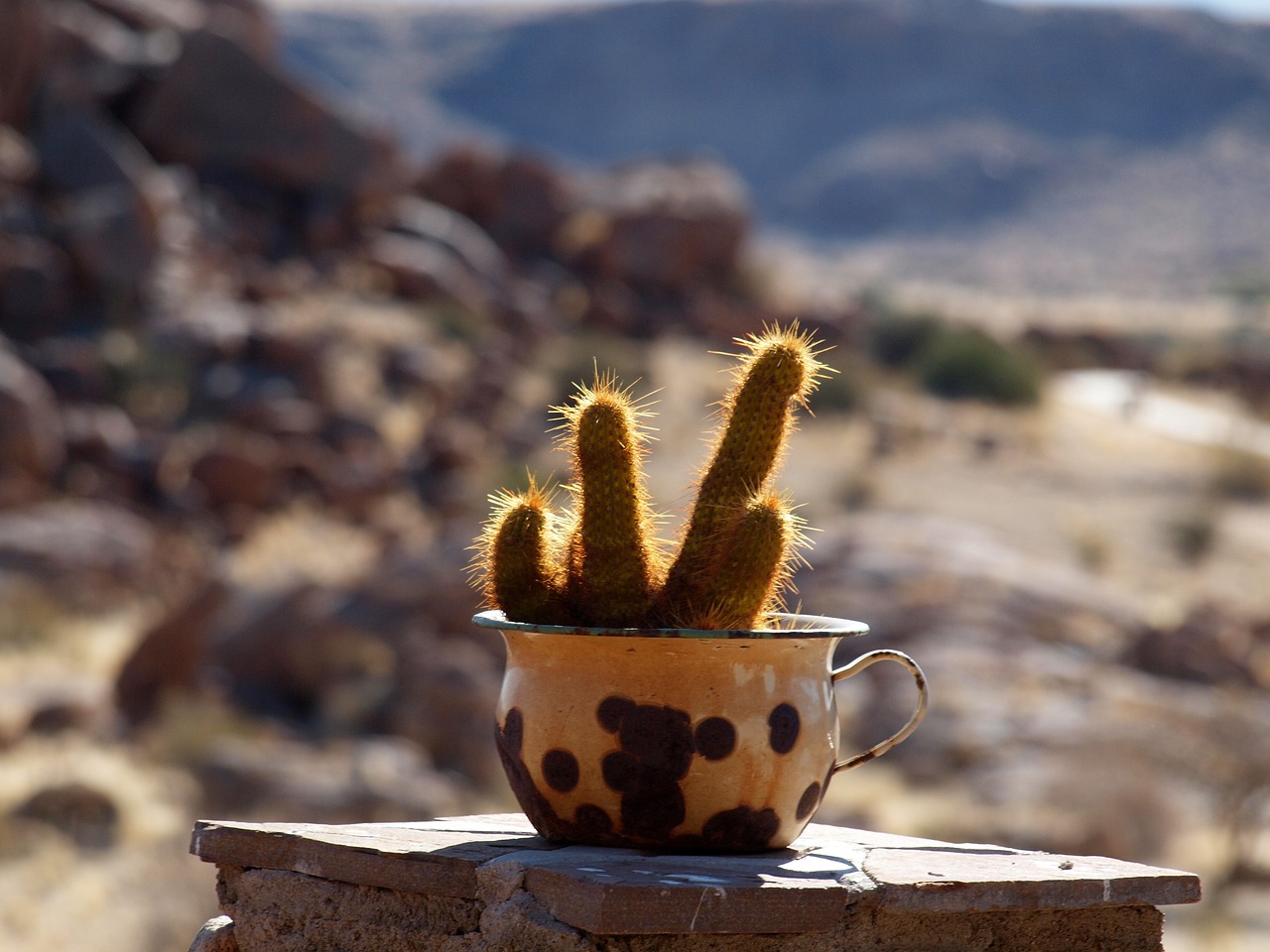 cactus  vase  namibia free photo